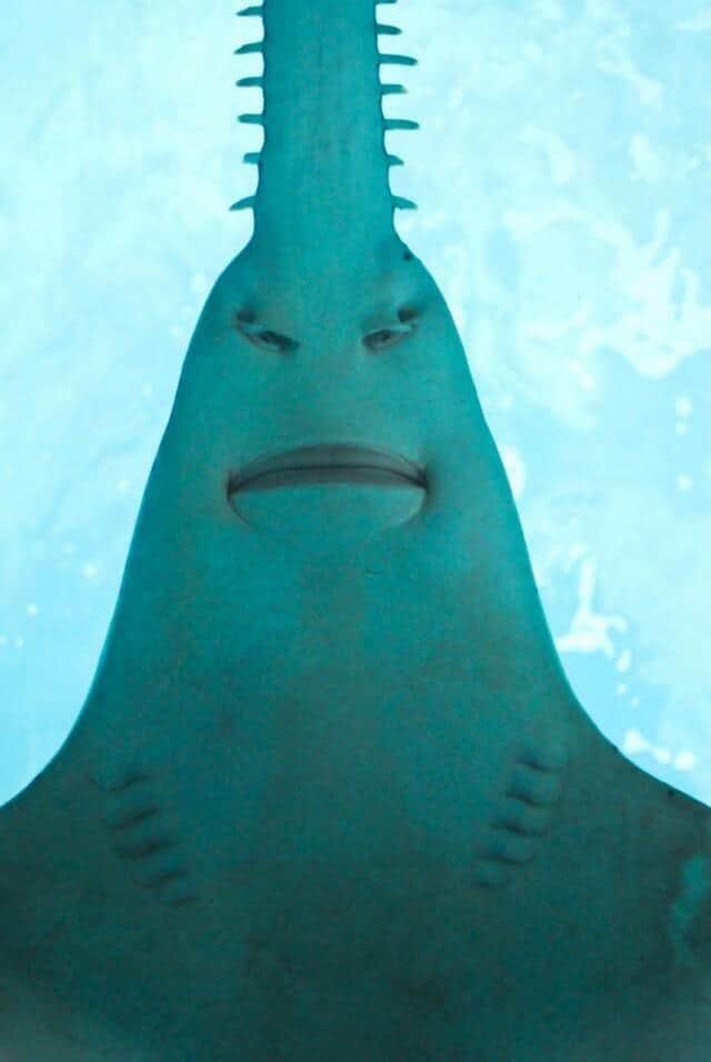 Sawfish Karen Blank Meme Template