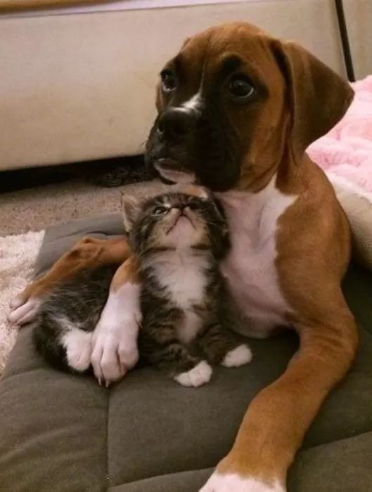 Cute dog and cat bffs Blank Meme Template