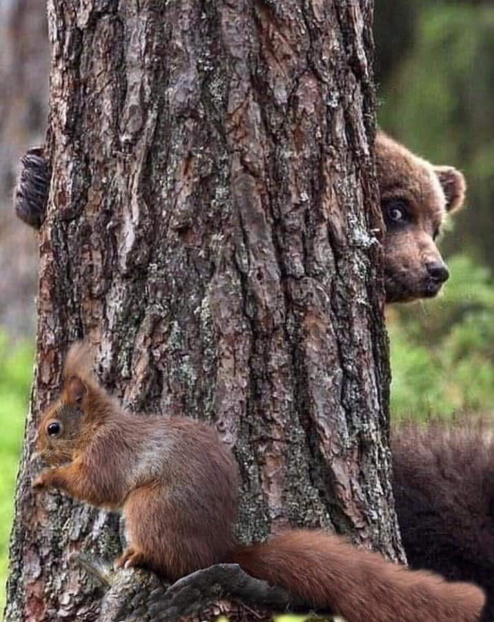 High Quality Bear hiding from squirrel Blank Meme Template