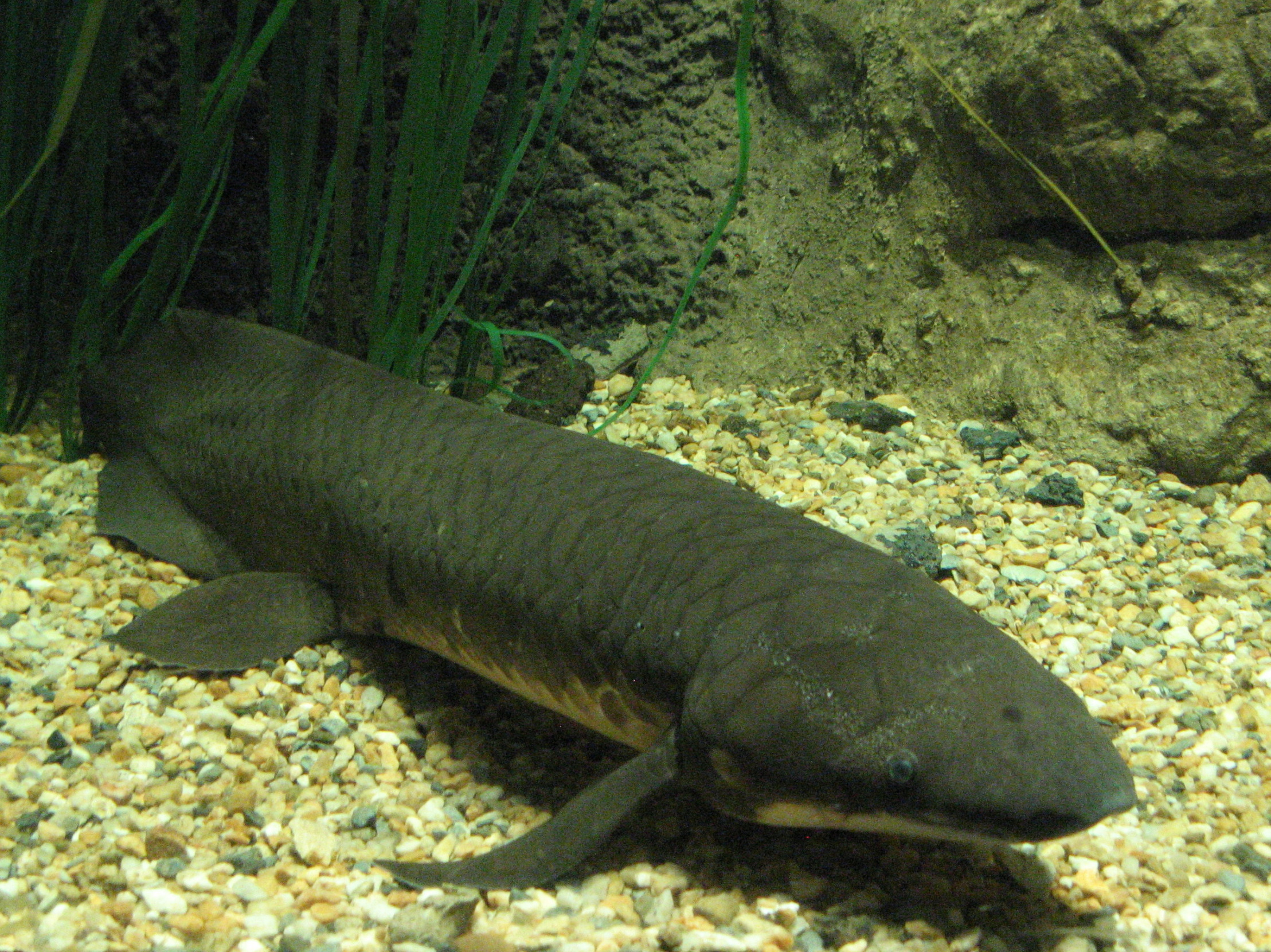 Lungfish Blank Meme Template