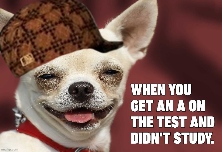 Such a good feeling | image tagged in dogs,memes,funny,tests,grades | made w/ Imgflip meme maker