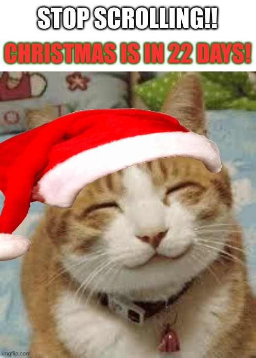 WOO HOOOO | CHRISTMAS IS IN 22 DAYS! STOP SCROLLING!! | image tagged in happy cat,cats,christmas,holidays,funny,memes | made w/ Imgflip meme maker