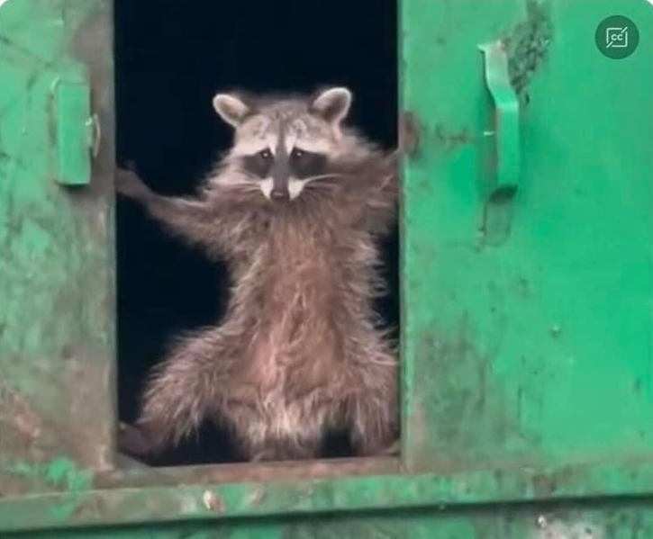 Trash Raccoon Blank Meme Template