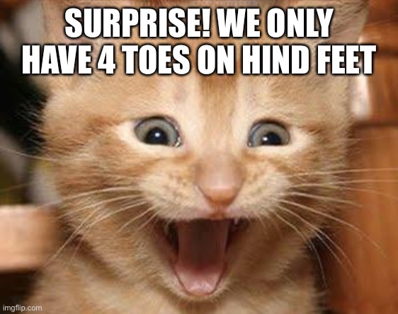 Excited Cat Meme | SURPRISE! WE ONLY HAVE 4 TOES ON HIND FEET | image tagged in memes,excited cat | made w/ Imgflip meme maker