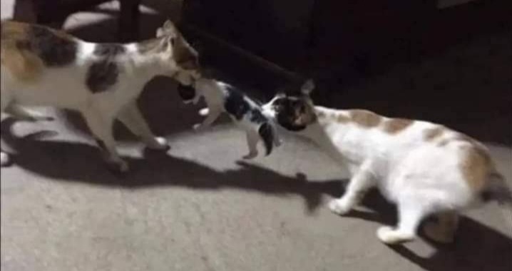 two cats fighting for kitten Blank Meme Template