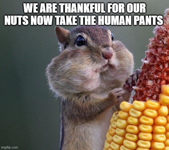 Thanksgiving Squirrel | WE ARE THANKFUL FOR OUR NUTS NOW TAKE THE HUMAN PANTS | image tagged in thanksgiving squirrel | made w/ Imgflip meme maker