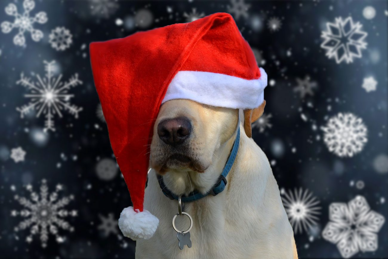 High Quality Christmas dog 5 Blank Meme Template