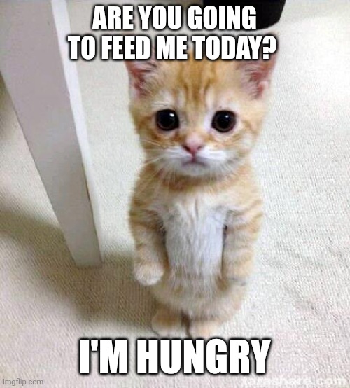 Feed Me | ARE YOU GOING TO FEED ME TODAY? I'M HUNGRY | image tagged in memes,cute cat,funny memes | made w/ Imgflip meme maker