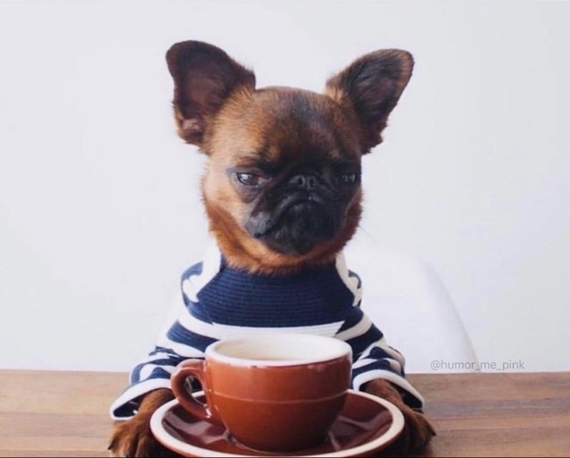 ANGRY PUPPY COFFEE Blank Meme Template