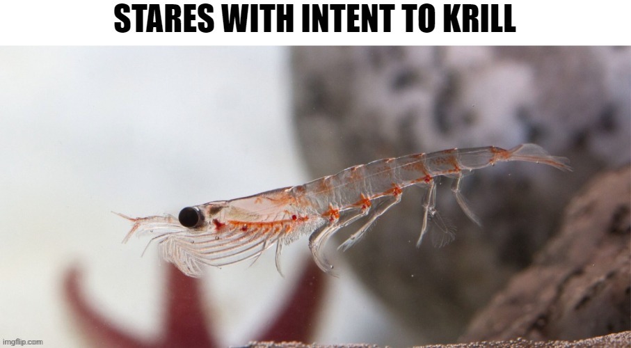 stares with intent to krill | image tagged in stares with intent to krill | made w/ Imgflip meme maker
