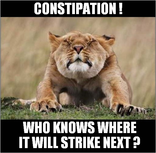 Lioness In Trouble ! | CONSTIPATION ! WHO KNOWS WHERE IT WILL STRIKE NEXT ? | image tagged in cats,lioness,constipation | made w/ Imgflip meme maker