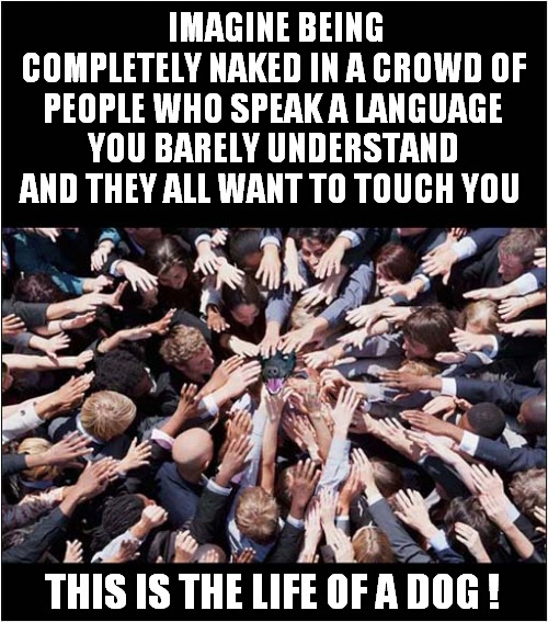 Dog ! | IMAGINE BEING COMPLETELY NAKED IN A CROWD OF PEOPLE WHO SPEAK A LANGUAGE YOU BARELY UNDERSTAND AND THEY ALL WANT TO TOUCH YOU; THIS IS THE LIFE OF A DOG ! | image tagged in dogs,crowd of people,language,touching,life | made w/ Imgflip meme maker