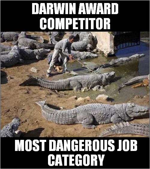 A Professional Crocodile Prodder | DARWIN AWARD
COMPETITOR; MOST DANGEROUS JOB
CATEGORY | image tagged in darwin award,crocodile,dark humour | made w/ Imgflip meme maker