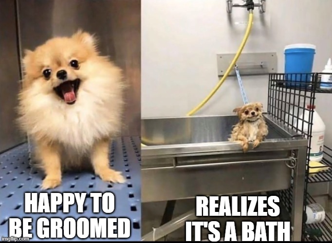 Dog wet dog | REALIZES IT'S A BATH; HAPPY TO BE GROOMED | image tagged in dog wet dog | made w/ Imgflip meme maker