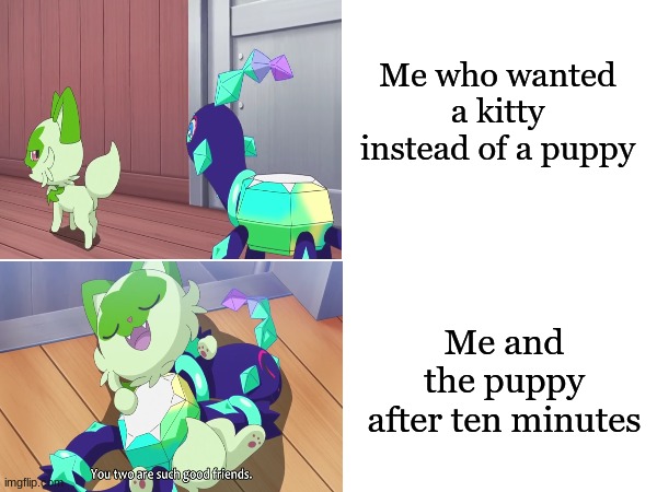 Getting to know you | Me who wanted a kitty instead of a puppy; Me and the puppy after ten minutes | image tagged in memes,pokemon,pets,funny,dogs,pokemonanime | made w/ Imgflip meme maker