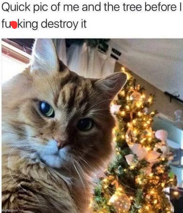Cats in a nutshell: | image tagged in memes,funny,cats | made w/ Imgflip meme maker