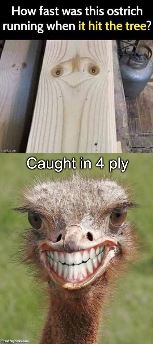 Emu | Caught in 4 ply | image tagged in teeth ostrich emu funny smile,emu,ostrich,tree | made w/ Imgflip meme maker