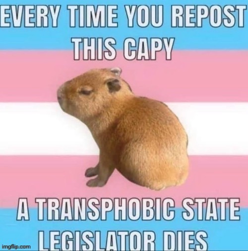 Trans capybara go brrr | made w/ Imgflip meme maker