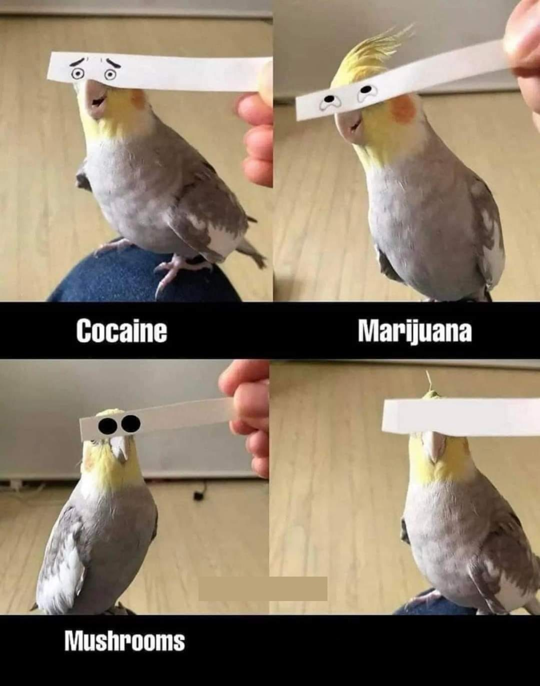 bird drugs Blank Meme Template
