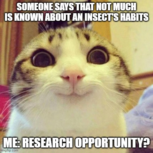 research | SOMEONE SAYS THAT NOT MUCH IS KNOWN ABOUT AN INSECT'S HABITS; ME: RESEARCH OPPORTUNITY? | image tagged in memes,smiling cat,insects,school | made w/ Imgflip meme maker