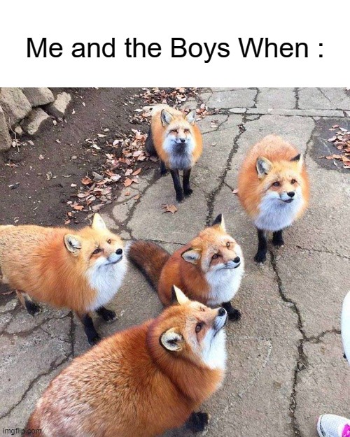 Caption This. | Me and the Boys When : | image tagged in fox skulk,furry and normie memes,fox,wholesome,funny,cute | made w/ Imgflip meme maker
