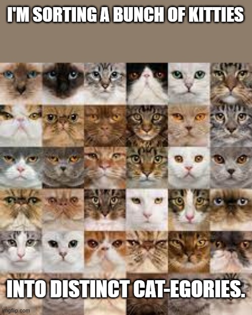 meme by Brad sorting kitties into categories | I'M SORTING A BUNCH OF KITTIES; INTO DISTINCT CAT-EGORIES. | image tagged in cat meme | made w/ Imgflip meme maker