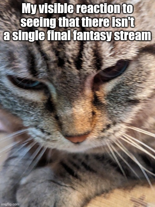 Angy | My visible reaction to seeing that there isn't a single final fantasy stream | image tagged in the new grumpy cat | made w/ Imgflip meme maker