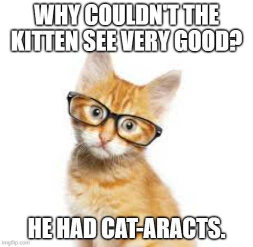 meme by Brad cat-aracts | WHY COULDN'T THE KITTEN SEE VERY GOOD? HE HAD CAT-ARACTS. | image tagged in cat meme | made w/ Imgflip meme maker