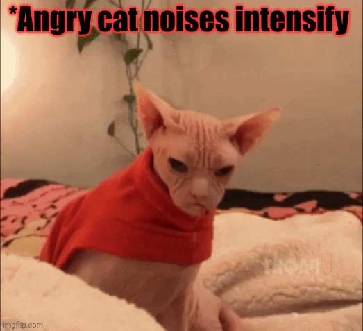 *Angry cat noises intensify | image tagged in angry,cat,stop it get some help | made w/ Imgflip meme maker