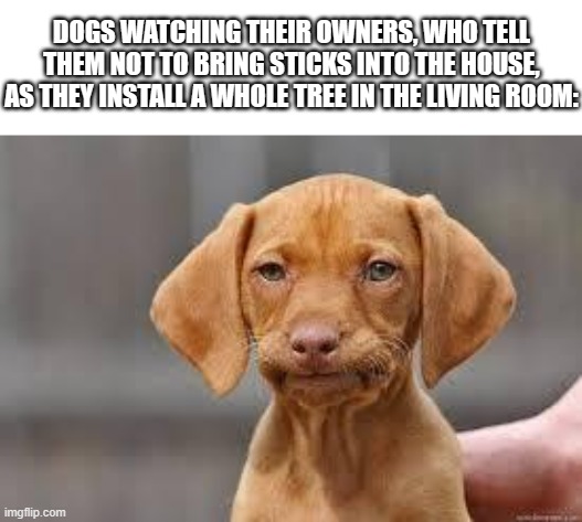 Disappointed Dog | DOGS WATCHING THEIR OWNERS, WHO TELL THEM NOT TO BRING STICKS INTO THE HOUSE, AS THEY INSTALL A WHOLE TREE IN THE LIVING ROOM: | image tagged in disappointed dog,dogs,christmas tree | made w/ Imgflip meme maker