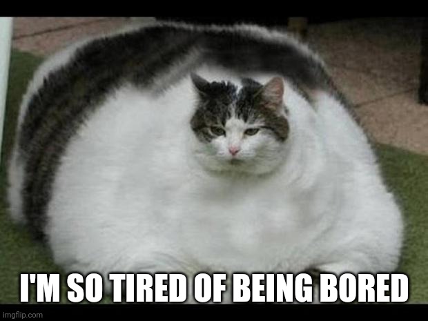 fat cat 2 | I'M SO TIRED OF BEING BORED | image tagged in fat cat 2 | made w/ Imgflip meme maker