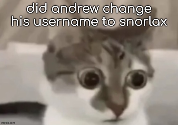 why | did andrew change his username to snorlax | image tagged in bombastic side eye cat | made w/ Imgflip meme maker