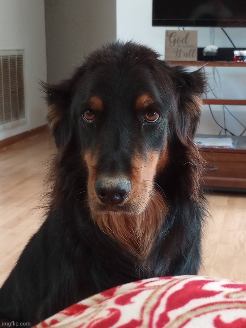 Upvote to send my dog some love | made w/ Imgflip meme maker