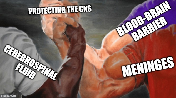 Epic Handshake 3 arms | PROTECTING THE CNS; BLOOD-BRAIN BARRIER; CEREBROSPINAL FLUID; MENINGES | image tagged in epic handshake 3 arms | made w/ Imgflip meme maker