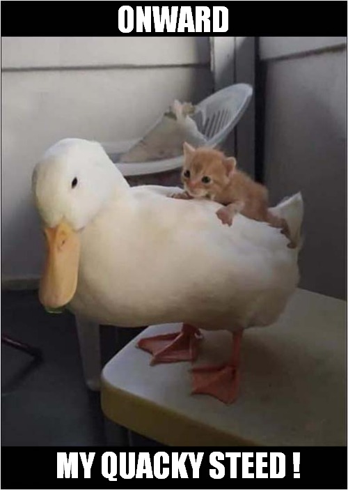 The Kitten Rides Again ! | ONWARD; MY QUACKY STEED ! | image tagged in cats,kitten,duck,onward | made w/ Imgflip meme maker