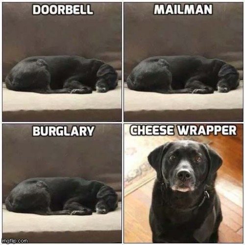 Typical Labrador Reactions ! | image tagged in dogs,labrador,reactions | made w/ Imgflip meme maker