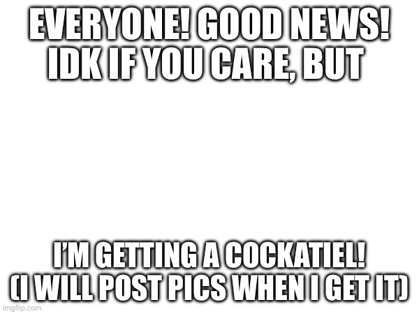 This is the best news | EVERYONE! GOOD NEWS! IDK IF YOU CARE, BUT; I’M GETTING A COCKATIEL! (I WILL POST PICS WHEN I GET IT) | image tagged in yay,bird,hahaha | made w/ Imgflip meme maker