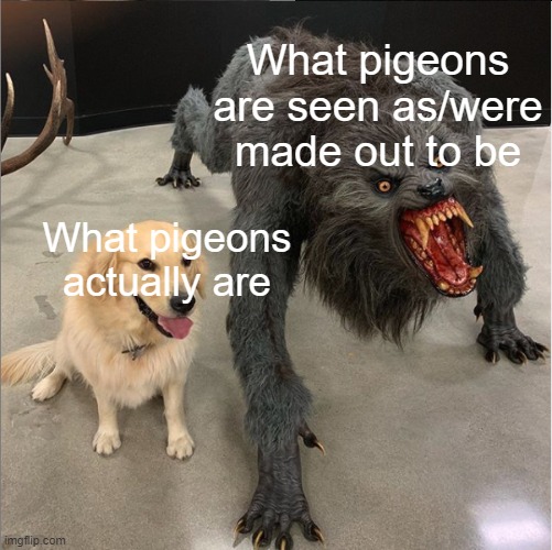 Never got why people hate pigeons. Mostly just walk around, they're not even ugly, just look a generic bird | What pigeons are seen as/were made out to be; What pigeons actually are | image tagged in dog vs werewolf | made w/ Imgflip meme maker