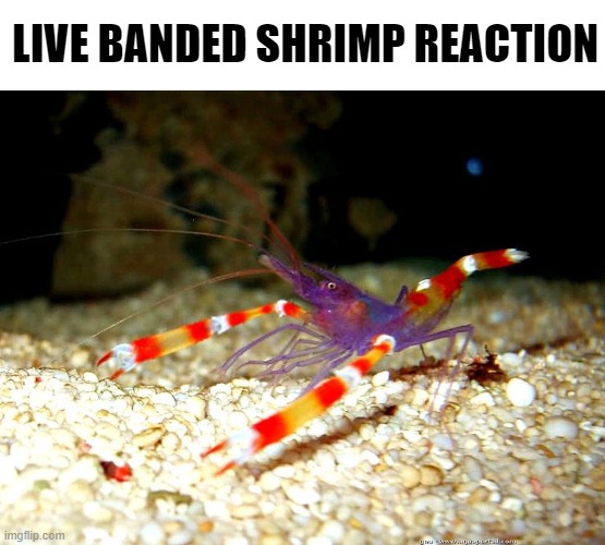 live banded shrimp reaction Blank Meme Template