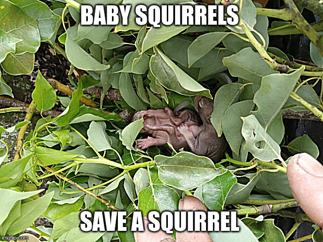 Save a Squirrel day by www.treeandpalmservice.com | BABY SQUIRRELS; SAVE A SQUIRREL | image tagged in baby squirrel | made w/ Imgflip meme maker
