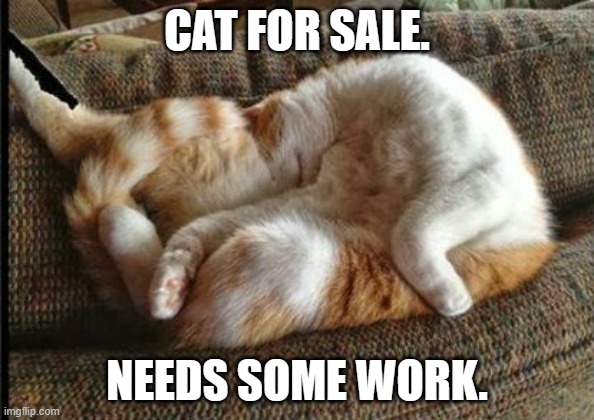 meme by Brad cat for sale | CAT FOR SALE. NEEDS SOME WORK. | image tagged in cat meme | made w/ Imgflip meme maker