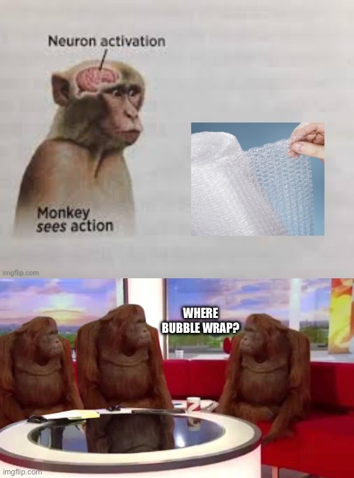 Psychology | WHERE BUBBLE WRAP? | image tagged in where monkey,bubble wrap,learning | made w/ Imgflip meme maker