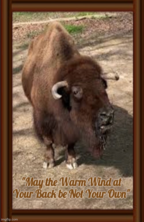 Warm Wind | image tagged in fart,wind,buffalo | made w/ Imgflip meme maker