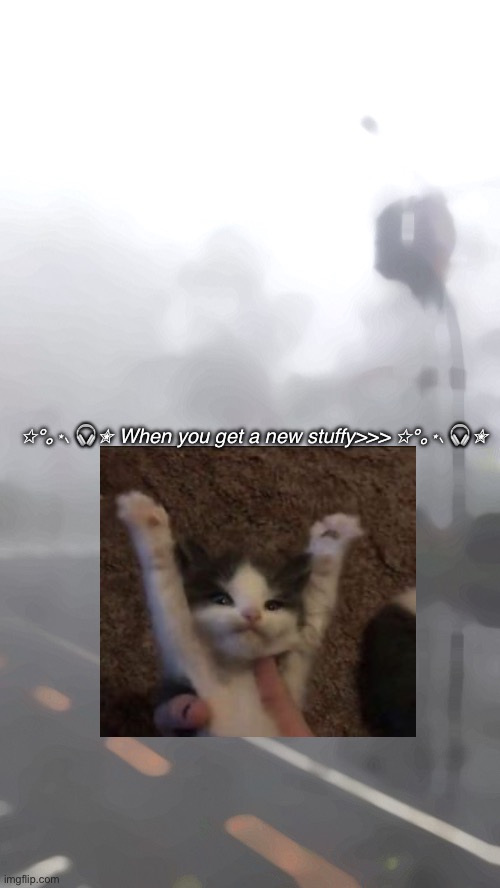 My whisper<3 | ✩°｡⋆⸜ 🎧✮ When you get a new stuffy>>> ✩°｡⋆⸜ 🎧✮ | image tagged in cute cat,whisper,relatable memes,happy | made w/ Imgflip meme maker