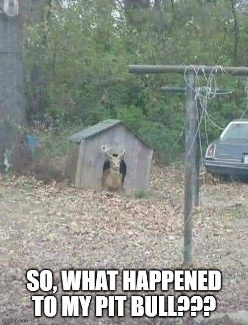 It's His Now | SO, WHAT HAPPENED TO MY PIT BULL??? | image tagged in funny memes,funny animals | made w/ Imgflip meme maker