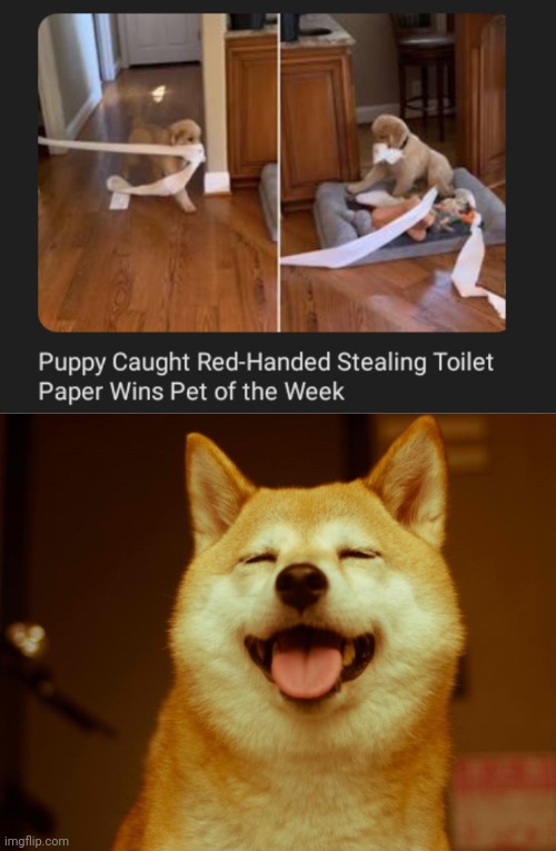 Puppy toilet paper thief | image tagged in happy doge,toilet paper,steal,memes,dogs,dog | made w/ Imgflip meme maker