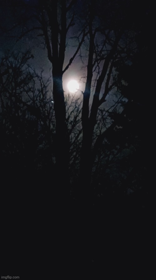 IN THE FOREST WITH THE FULL MOON | image tagged in moon,full moon,forest,woods | made w/ Imgflip meme maker