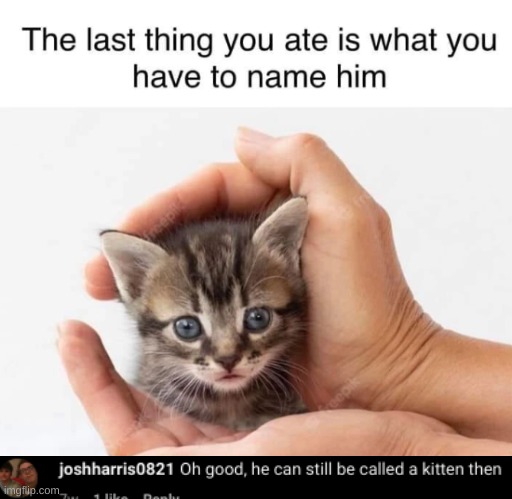 Shitpost #15 | image tagged in kitten,cursed,memes,funny,shitpost,gifs | made w/ Imgflip meme maker