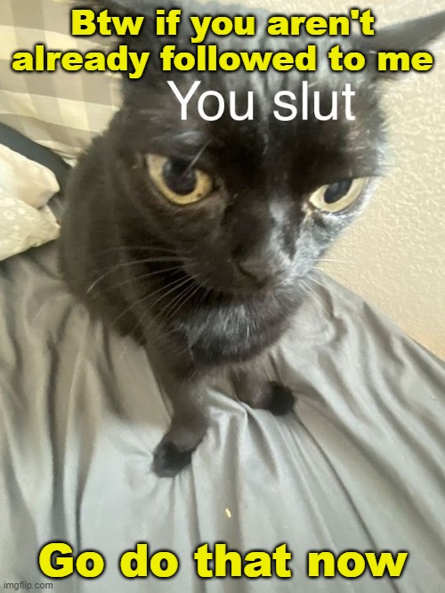 You slut | Btw if you aren't already followed to me; Go do that now | image tagged in you slut | made w/ Imgflip meme maker