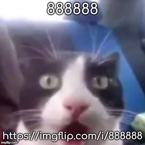 888888 | 888888; https://imgflip.com/i/888888 | image tagged in cat shocked | made w/ Imgflip meme maker